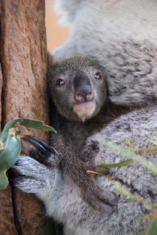 Và bây giờ đã tới giờ ăn trưa rồi.