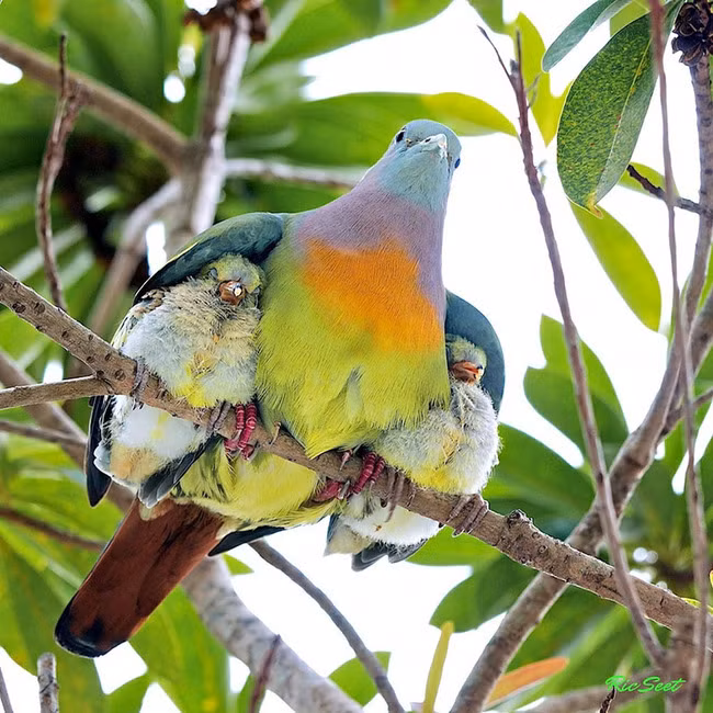 Mỗi con chim non chiếm một bên cánh mẹ.