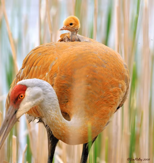 Chim mẹ địu chim con trên lưng khi đi kiếm ăn.
