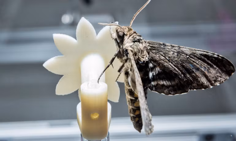 Để có thể nhìn và hoạt động hiệu quả trong bóng tối, bướm đêm tự làm chậm hoạt động hệ thống thần kinh của mình, giúp chúng có thể sử dụng tốt nhất nguồn ánh sáng hạn chế.