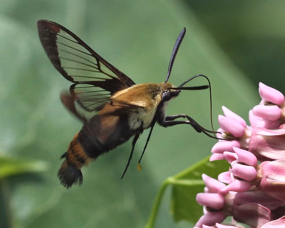  Loài bướm đêm là những nhân viên làm ca đêm của ngành công nghiệp thụ phấn trên Trái đất. Chính vì vậy, nếu không có sự chăm chỉ của bướm đêm, chúng ta sẽ bỏ lỡ nhiều loại trái cây ngọt thơm vì không được thụ phấn.