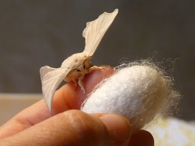 Nhiều loại côn trùng có thể nhả tơ nhưng chỉ tơ sâu bướm mới được sử dụng trong ngành dệt may. Khi sâu bướm trưởng thành, nó tự tạo cho mình một cái kén tơ và sau đó sẽ được dùng để làm ra chất vải lụa mà chúng ta ưa thích.