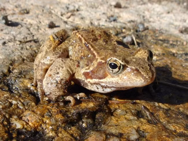 Là một loài động vật lưỡng cư, ếch có thể hấp thụ nước qua da của mình.