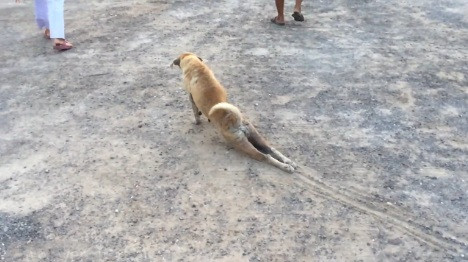 Cho gia que kheo den roi nuoc mat