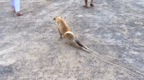 Cho gia que kheo den roi nuoc mat