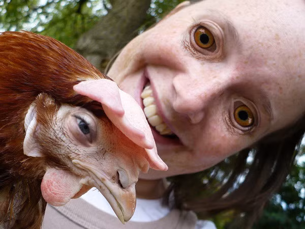 Thêm một pha hoán đổi mắt của người và gà.