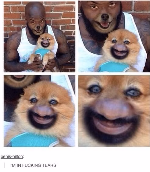 Chỉ đổi miệng và mũi cho nhau nhưng có vẻ như cả người và cáo đều trở nên đáng yêu hơn.