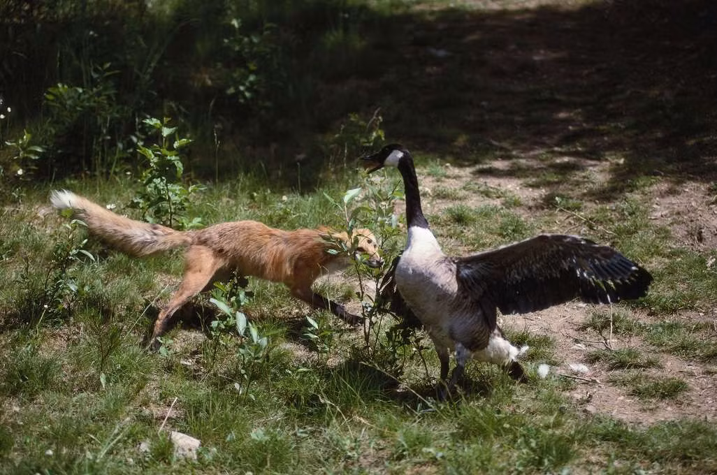 Một số người thậm chí còn thắc mắc tại sao một đất nước tuyệt vời như Canada lại là quê hương của những con vật hung hăng như ác quỷ này.