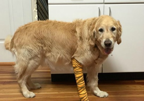 Dẫn đường, bảo vệ chủ của những chú chó có lẽ là công việc phổ biến nhất trong thế giới động vật. Đôi khi, chúng bị thương trong quá trình bảo vệ nhưng vẫn tận tâm với công việc của mình.