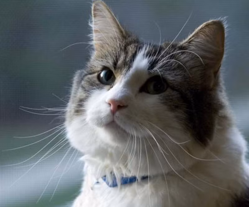 Oscar là một chú mèo trị liệu nổi tiếng - có thể cảm nhận được thời khắc cuối đời của bệnh nhân. Khi đó, Osscar sẽ đến bên cạnh bệnh nhân, uốn cong người, cọ vào họ và ở bên họ cho đến khi họ qua đời.