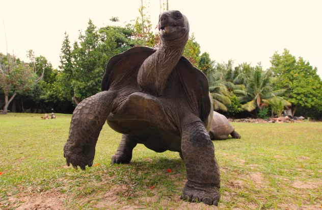 Nhằm nỗ lực gây dựng lại rừng cây gỗ mun, Cộng hòa Mauritius đã đưa loài rùa khổng lồ Aldabra về nuôi. Tuy chúng nhanh chóng trở thành loài thống trị nhưng ít nhất nó cũng hoàn thành nhiệm vụ đóng góp vào sự phát triển của rừng gỗ mun như người ta mong muốn.