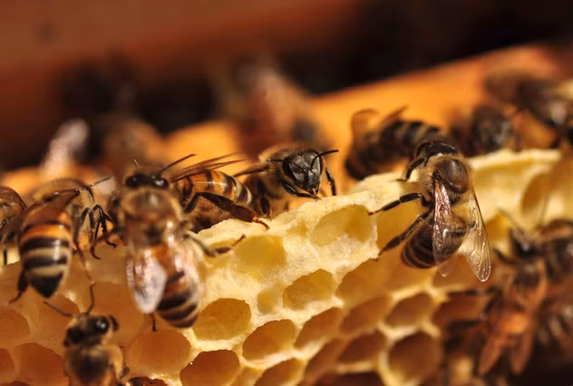 Du nhập vào Bắc Mỹ từ những năm 1600 nên sự ngoại lại của ong mật đã không còn được nhiều người nhớ tới bởi những lợi ích to lớn mà chúng mang lại. Tuy nhiên, hiện nay, đến lượt ong mật đang phải đối diện với sự đe dọa nghiêm trọng do phát triển nông nghiệp, nhện và nạn phá rừng.