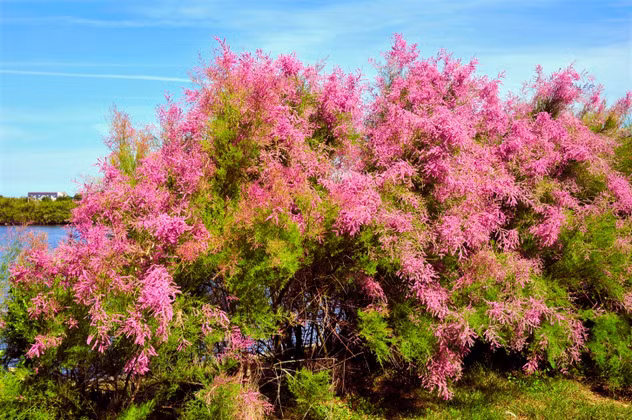 Cây bụi liễu bách được đưa vào Mỹ nhằm giảm bớt tình trạng sói mòn đất nhưng lại nhanh chóng xâm chiếm mất vị trí của cây liễu bản địa. May mắn là chim đớp ruồi ở đây đã thích ứng nhanh chóng dùng liễu bách làm tổ thay vì tổ trên cây liễu như cũ.