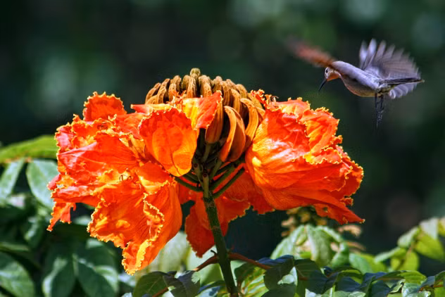 Tại Puerto Rico, nhiều mảnh đất bị thoái hóa khiến các loài cây bản địa không thể mọc lại được. May mắn là một số loài cây xâm lấn như Siris trắng, tulip châu Phi, táo hồng,... đã được đưa đến và phát triển rất tốt ở đây bất chấp đất đai nghèo nàn.
