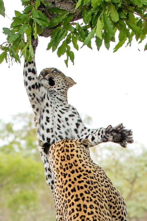  Báo mẹ tức giận nhảy lên đánh cho báo con một trận.