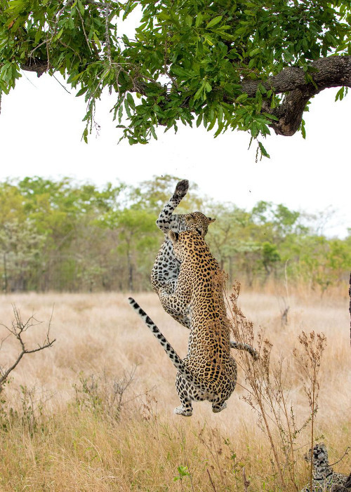 Bức ảnh được chụp bởi một nhân viên bảo vệ khu bảo tồn Sabi Sands, Nam Phi. 