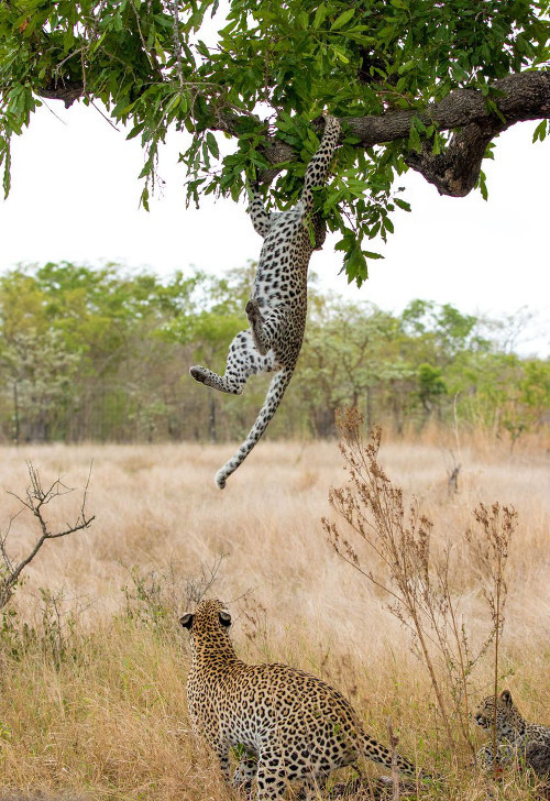  Hành động tinh nghịch của báo con vô tình làm báo mẹ thức giấc.