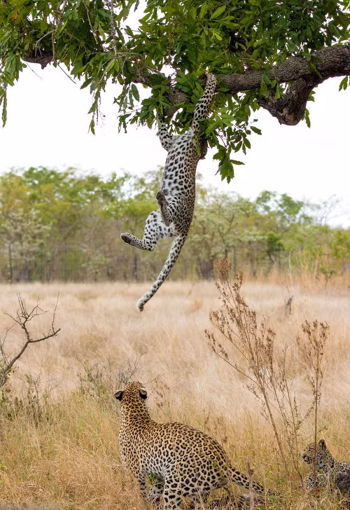  Hành động tinh nghịch của báo con vô tình làm báo mẹ thức giấc.
