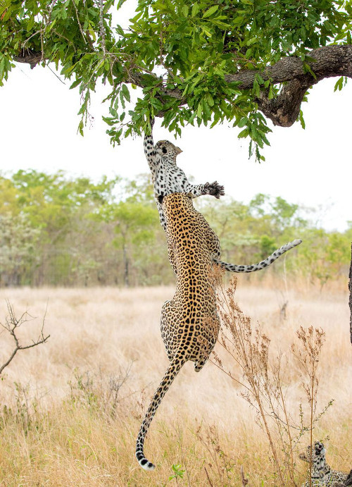 Bị đánh, báo con ngã xuống đất. 