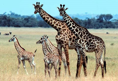 50% hươu cao cổ con không thể sống sót trong 6 tháng đầu đời vì chúng bị ăn thịt bởi linh cẩu, báo và chó hoang.