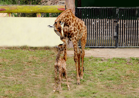 Hươu cao cổ đã tuyệt chủng ở ít nhất 7 quốc gia ở châu Phi.
