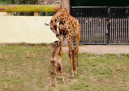 Hươu cao cổ đã tuyệt chủng ở ít nhất 7 quốc gia ở châu Phi.