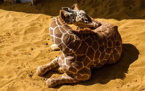 Một ngày, một con hươu cao cổ chỉ cần ngủ từ 5 - 30 phút.