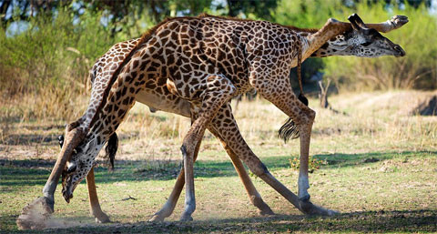 Trước khi giao phối, hươu cao cổ cái sẽ...tiểu vào mồm hươu cao cổ đực.