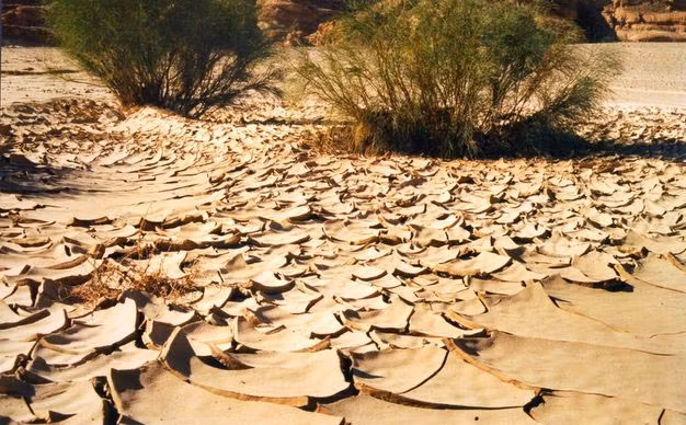 Mỗi năm, rất nhiều diện tích đất canh tác bị sa mạc hóa do biến đổi khí hậu và hoạt động như việc chặt phá rừng.