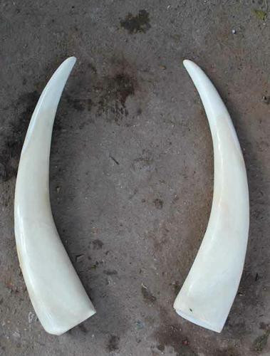 Một đôi ngà voi có thể nặng hơn 200kg.