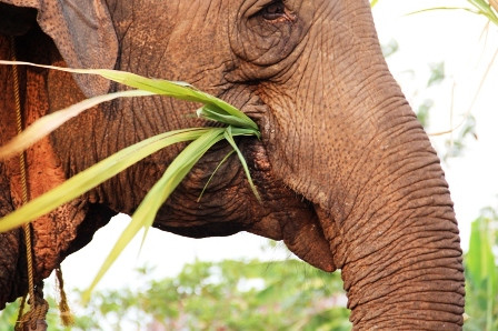 Một con voi trưởng thành cần 300kg thức ăn và 160 lít nước mỗi ngày.