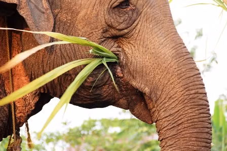 Một con voi trưởng thành cần 300kg thức ăn và 160 lít nước mỗi ngày.