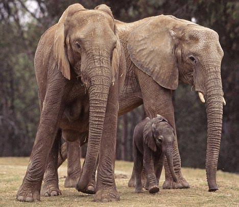 Voi có thể phát hiện ra mưa từ cách đó 150 dặm.