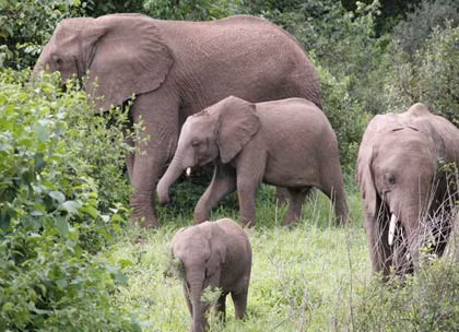 Não của một con voi có thể nặng tới 5kg.