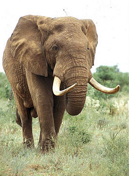 Ngoài con người, voi là động vật có vú duy nhất có cằm.