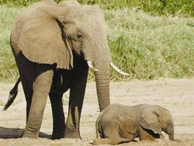 Khi nghe thấy một giọng nói, voi có thể phân biệt được đó là đàn ông hay đàn bà.