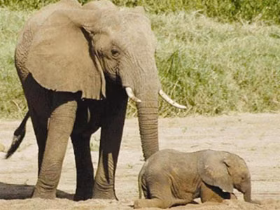 Khi nghe thấy một giọng nói, voi có thể phân biệt được đó là đàn ông hay đàn bà.