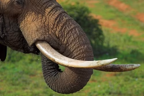 Sự thật thương tâm là gần 100 con voi bị giết mỗi ngày để lấy ngà.