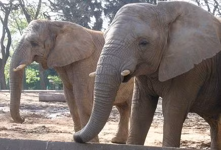 Tinh trùng của chuột còn lớn hơn tinh trùng của voi.