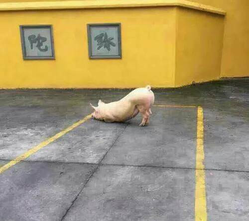 Chu so huu hoi han vi da giet chet lon thieng