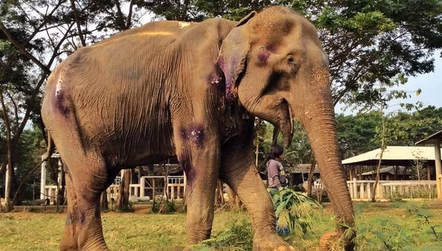 Đầu năm nay, một con voi già tên là Saza đã được cứu sau quãng thời gian gần như cả cuộc đời phải lao động khổ ải tại một trại leo núi ở Thái Lan. Lúc đó, toàn thân con voi tội nghiệp đầy vết thương, bị suy dinh dưỡng nặng và trong tình trạng u uất.