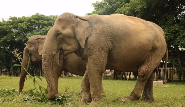 Chỉ hơn 7 tháng sau khi được giải cứu, con voi già trông khỏe mạnh và rạng rỡ hơn bao giờ hết, thậm chí còn rạng rỡ hơn cả tuổi thanh xuân của chính nó.