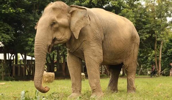 Cùng lúc đó, các vết thương trên cơ thể “bà” voi bắt đầu lành lại. Saza nhanh chóng khôi phục trọng lượng và sức mạnh của mình cùng trạng thái tinh thần tốt hơn.