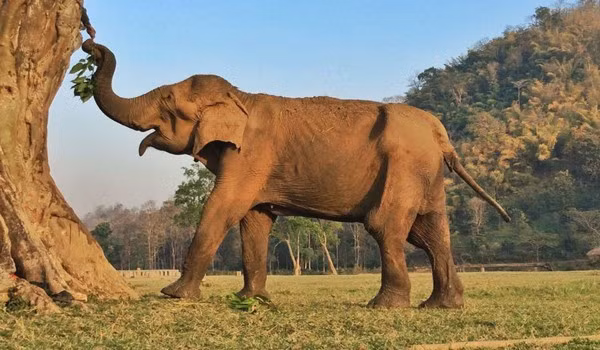 Vì vậy, các nhân viên khu bảo tồn đã chuẩn bị cho Saza một thực đơn đặc biệt gồm gạo, bí ngô, rau xanh và trái cây, lá cây dễ nhai. Và may mắn là Saza cũng nhanh chóng chấp nhận thực đơn này.