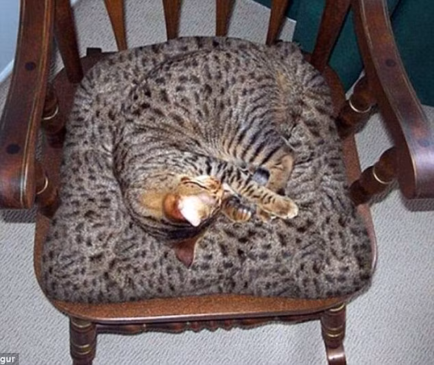 Liệu chủ nhân của chú mèo này có cố tình mua một cái ghế cho “ton sur ton” với chú mèo?