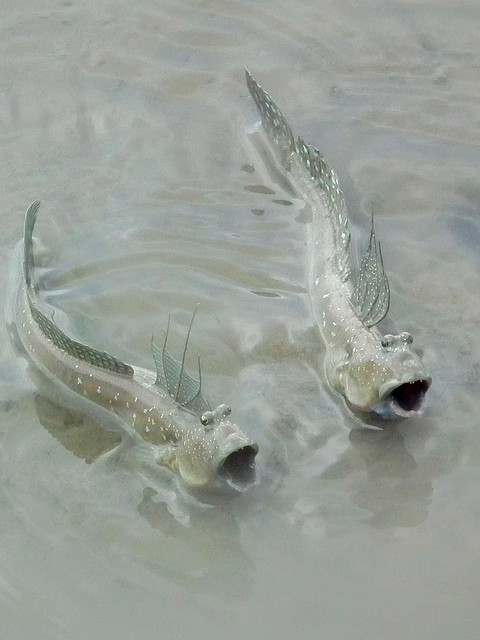 Cá thòi lòi không chỉ gây ấn tượng bởi ngoại hình quái đản mà còn có khả năng leo cây nên còn được gọi là cá leo cây. Ngoài ra, trong một số trường hợp chúng có thể nhịn ăn trong một năm mà vẫn sống khỏe mạnh.