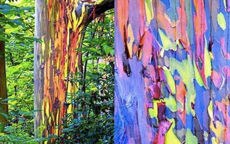 Đây không phải là một bức tranh do các nghệ sĩ vẽ ra mà thực chất là những cây bạch đàn Úc nổi tiếng với vỏ cây màu cầu vồng của chúng.