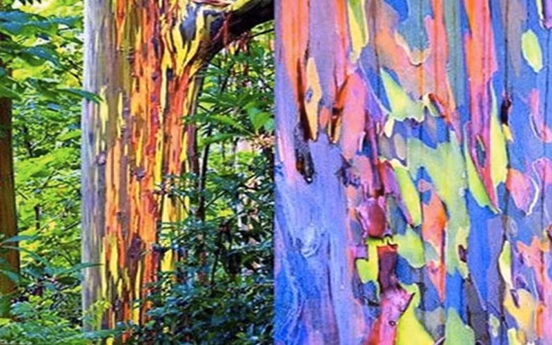 Đây không phải là một bức tranh do các nghệ sĩ vẽ ra mà thực chất là những cây bạch đàn Úc nổi tiếng với vỏ cây màu cầu vồng của chúng.