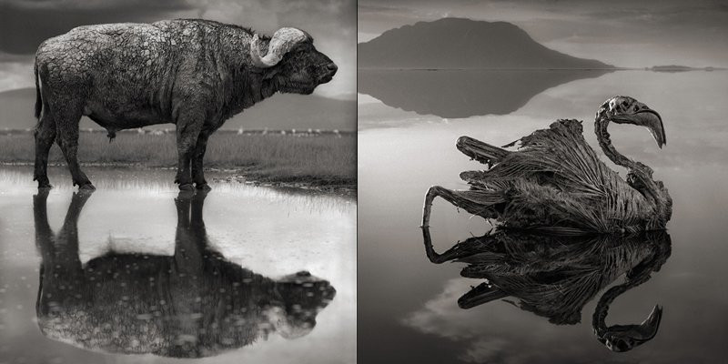 Hồ Natron (Tanzania) còn được gọi là hồ tử thần bởi nó có thể giết chết mọi sinh vật dại dột xà xuống đây uống nước và vôi hóa xác chết của chúng, tạo nên cảnh tượng vô cùng rùng rợn.