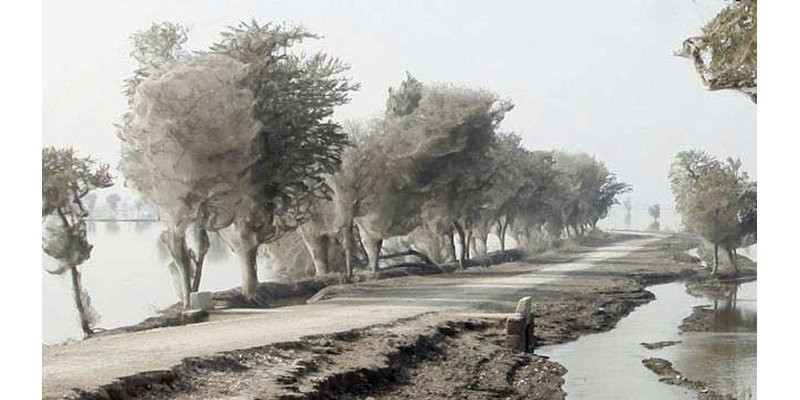 Cảnh tượng này trông giống như cảnh quay trong một bộ phim giả tưởng, nhưng điều này thực sự xảy ra ở Pakistan khi họ hàng nhà nhện rủ nhau leo lên cây để giăng tơ sau khi bị bão tấn công.